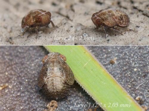 Réf. 224 750 : Hysteropterum sp.